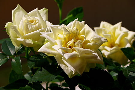 roses, blossom, bloom, white, yellow, nature, flower