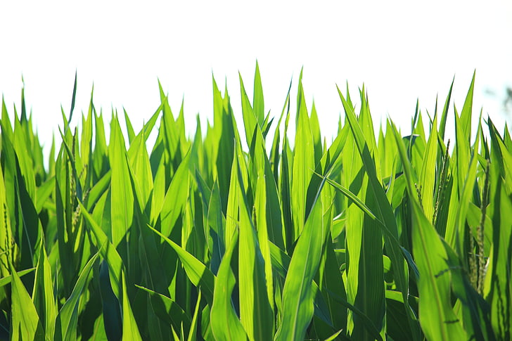 biljka, zelena, list, kukuruz, polje kukuruza, hrana za kukuruz, kukuruz ostavlja