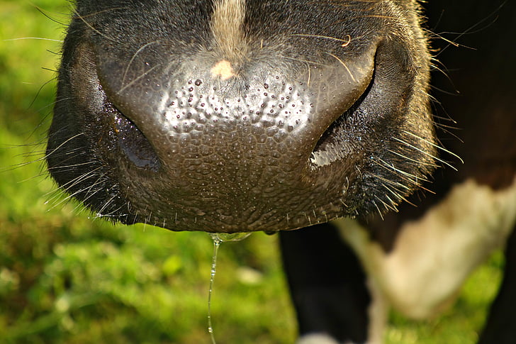 cow, animal, mammal, cattle, livestock, nose, cow nose