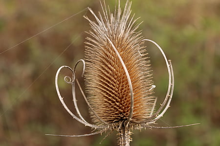 card, spiral, prickly, seeds, regularly, regulation, dipsacus fullonum