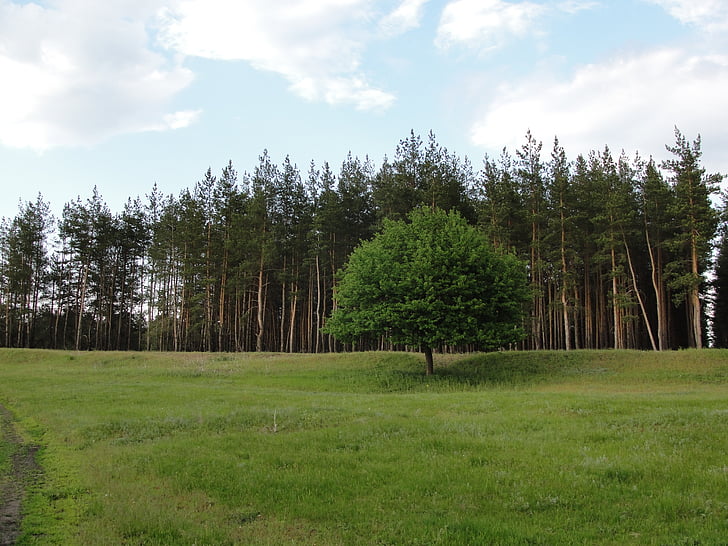 travnik, bor, drevo