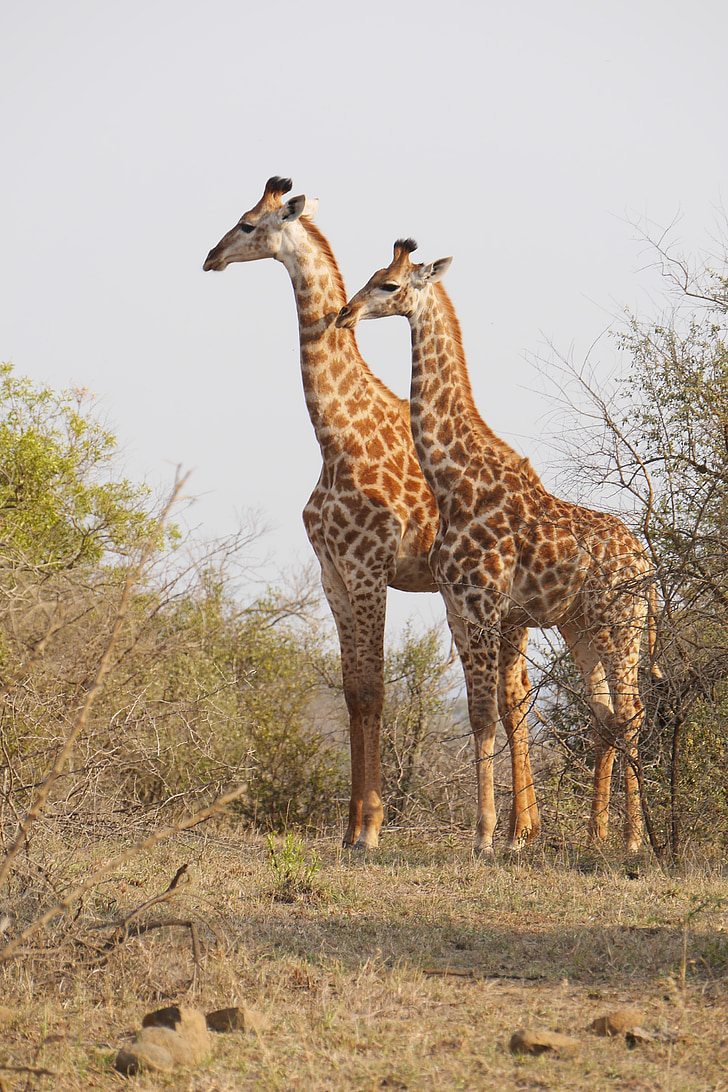 south africa, hluhluwe, giraffe, animals, national park, wild animal