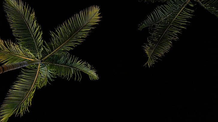 två, grön, kokos, Palm, träd, mörka, natt