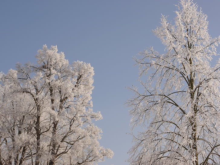 puu, talvel, lumi, talvistel, puud, külm, lumine