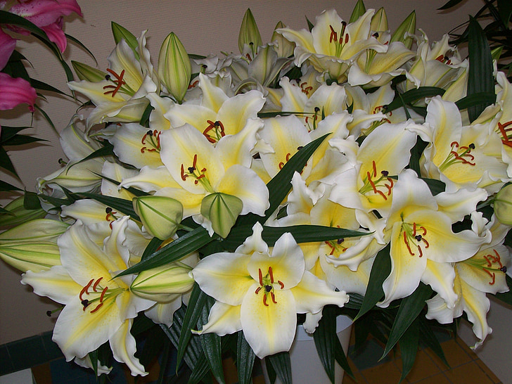 çiçekler, lilyum, Flora, Bahar, Sarı