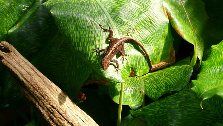 蜥蜴, 叶子, 丛林, 热带植被, 植物区系, 绿色, 爬行动物