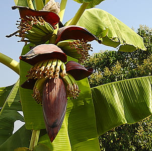kwiat banana, małe banany, krzew, Tajlandia