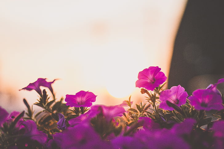 selektif, fokus, fotografi, ungu, inangnya, bunga, bunga