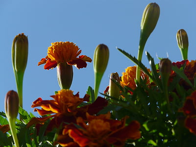 Marigold, Blossom, blomst, bud, blader, marigolds, tyrkisk nellik