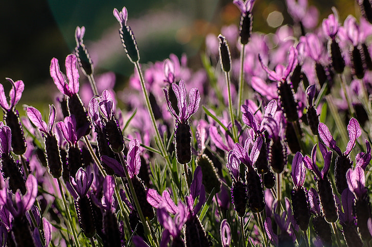 lavender, flowers, blooms, garden, back lit, bright, australia
