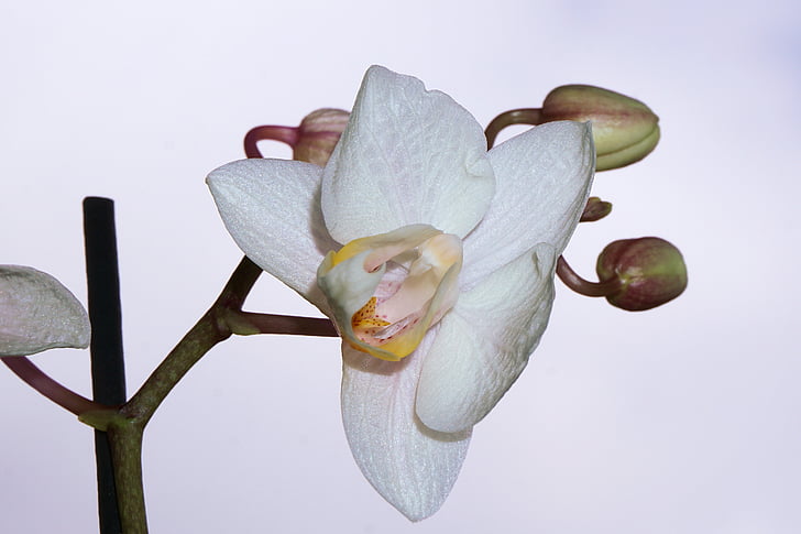орхидея, цвете, Блосъм, Блум, растителна, флора, природата