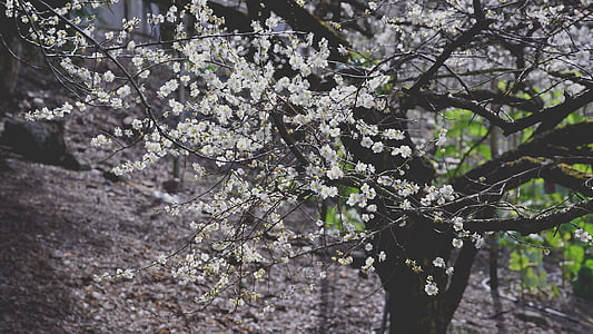 plum blossom, flower, context, spring, flower's, background, tree