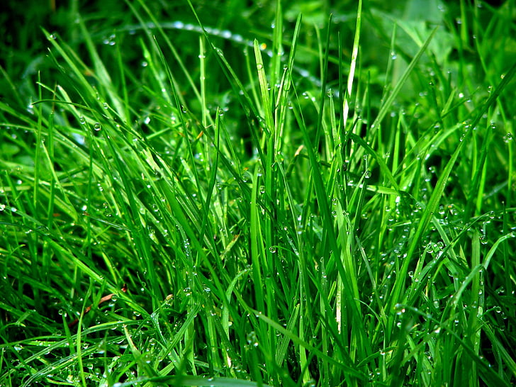 våte, grønn, fotografi, Rush, gresset, dugg, eng