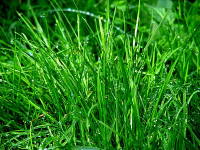 våt, grön, fotografering, Rush, gräs, dagg, äng
