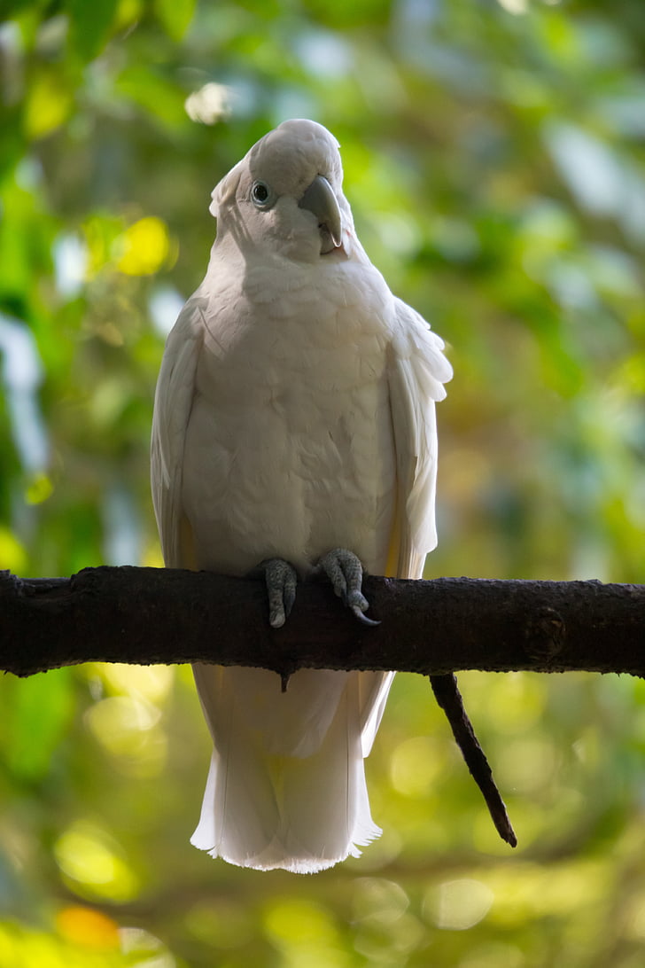 Тропическая птица, Дикий, Белый, попугай