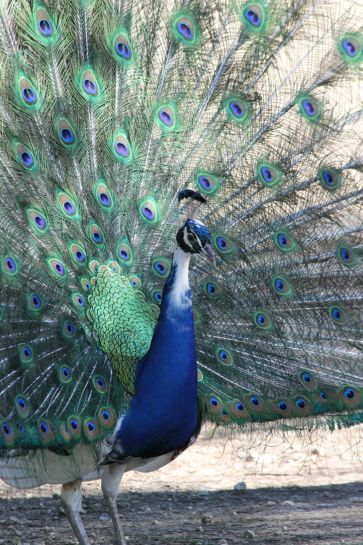 Peacock, lintu, Luonto, eläimet, eläinten, pyörän