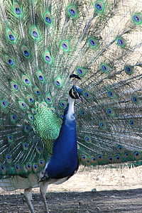 peacock, bird, nature, animals, animal, wheel