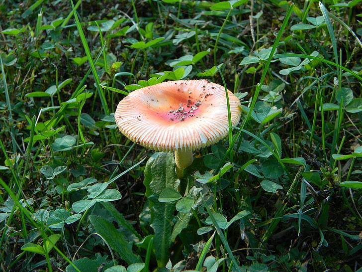 mushroom, color, orange, grass, natural, nature, autumn