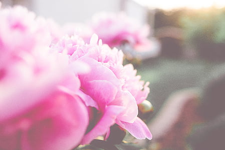 güzel, Bloom, çiçek açan, çiçeği, bulanıklık, parlak, çiçek demet