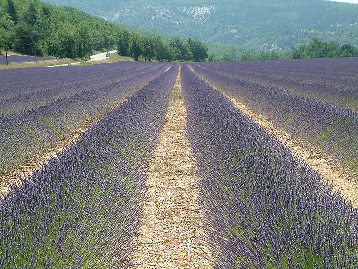 lavender, field, france, south, holiday, countryside, agriculture