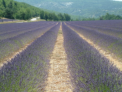 lavender, field, france, south, holiday, countryside, agriculture
