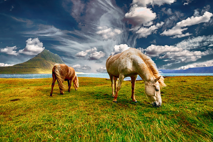 horses, landscape, nature, field, grass, animal, countryside