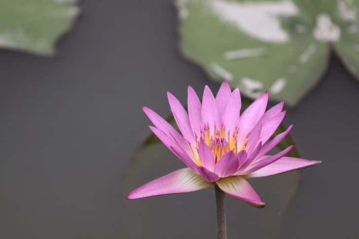 Blume, Lotus, Lotus-Blume, Anlage, natürliche