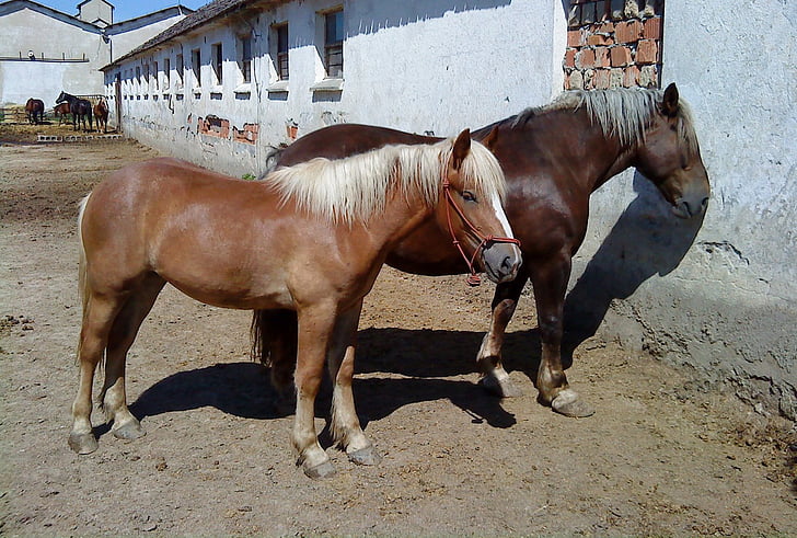 horse, mare, stallion, a foal, horses