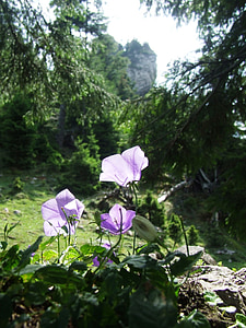 bloem, Bellflower, weide, Pine, bos, natuur, UI-bergen