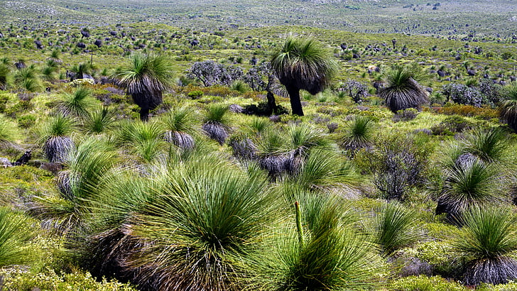grass trees, australia, do not incinerate, slow growth, nature, cactus, desert