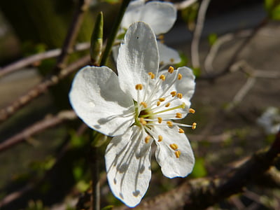 Blüte, Bloom, Kirschblüte, weiß, Gegenlicht, weiße Blüte, Frühling