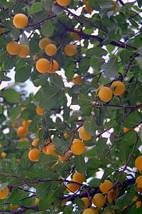 mirabelka, damson, prune, jaune, arbre, fruits, juteuse