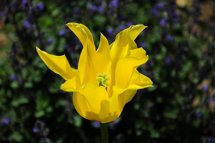 Blume, Anlage, gelb, Closeup