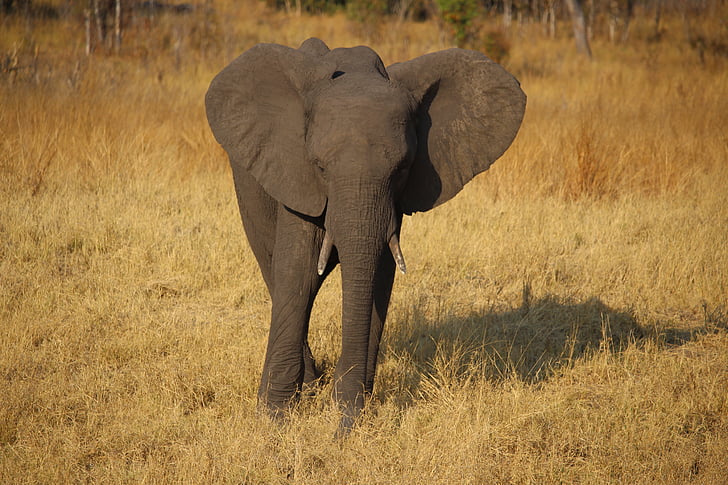 young elephant, zimbabwe, africa, safari, wildlife, elephant, nature