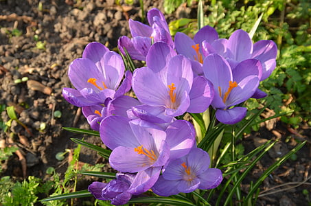 Příroda, květ, Šafrán, fialová, hmoždíř, jaro