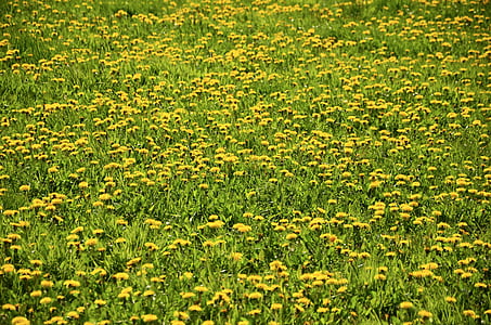 dandelion meadow, dandelion, meadow, yellow, nature, spring, landscape