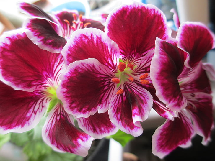 Pelargonium, fiori vaso, casa fiori