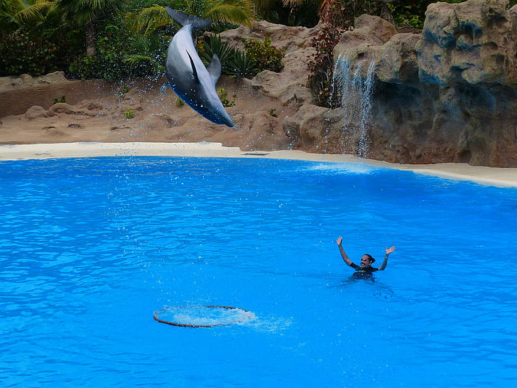 Dofí, salt, alta, anell, saltar a través, l'art, espectacle de dofins