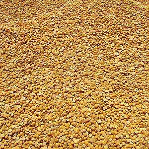 kacang polong, Dharwad, India, tanaman, dipanen, pertanian, pertanian