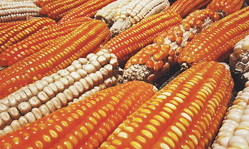dārzenis, kukurūza, pārtika, veselīgi, bioloģiskās lauksaimniecības, veģetārietis, fiziska