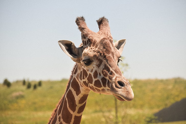 dyr, dyr fotografering, close-up, giraf, græs, Afrika, Safari dyr