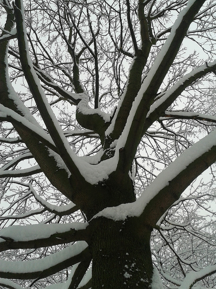 winter, snow, tree, cold, nature, branch, forest