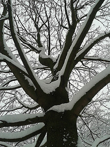 winter, sneeuw, boom, koude, natuur, tak, bos