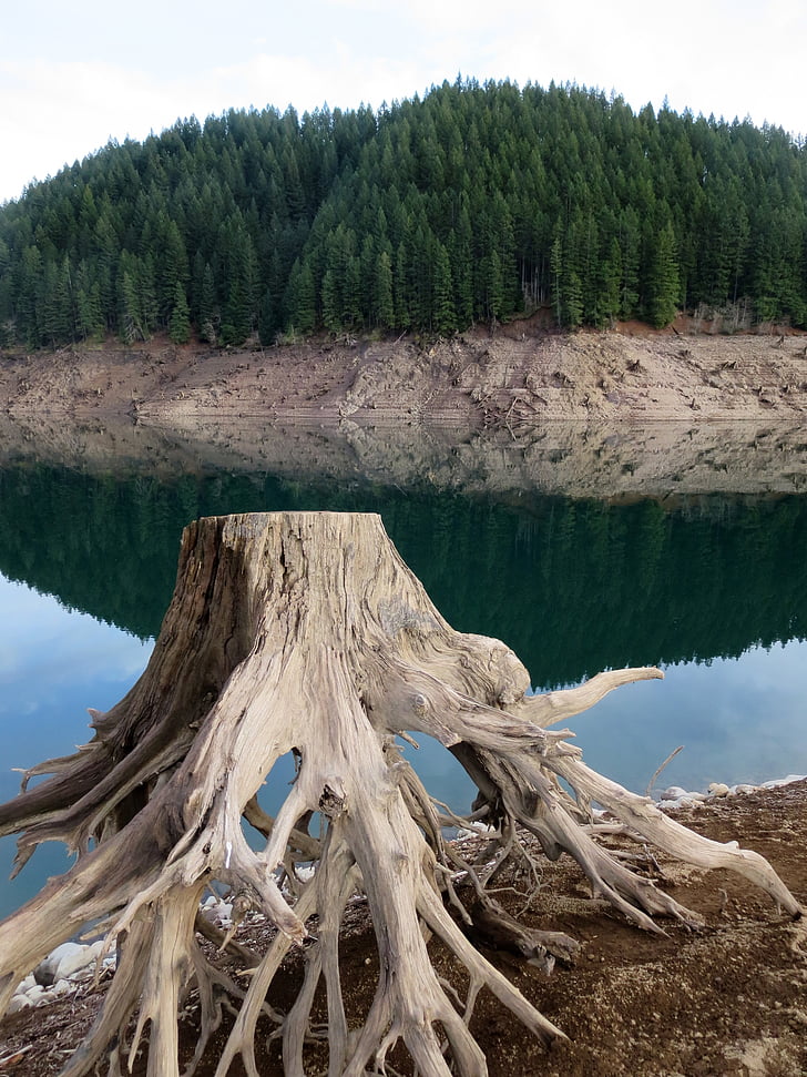 lake, drought, oregon, lake detroit, nature, trees, stump