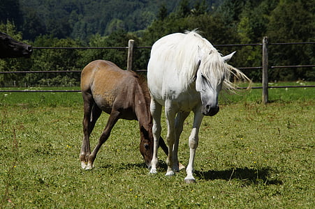 mares, foal, arabs, breeding, mold, horse breed, arab breed