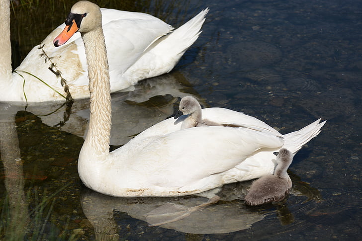 Swan, burung, air, mudah menguap, fauna