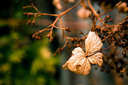 꽃잎, 이른 봄, 평온, 대기하세요, 시 든, 갈색
