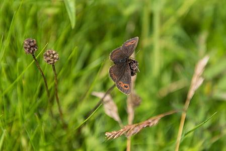 gatekeeper bướm, bướm, Thiên nhiên, côn trùng, thế giới động vật, màu nâu, màu xanh lá cây