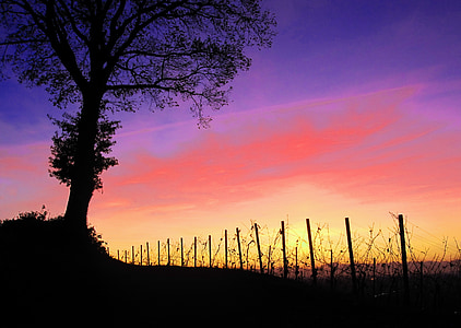 Godnat, Afterglow, vingård, vinstokke, Sunset, romantisk, abendstimmung