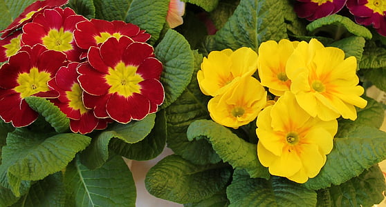 vasi di Primrose, segni di primavera, bloomer precoce, rosso e giallo, spruzzata di colore, primavera, fiori